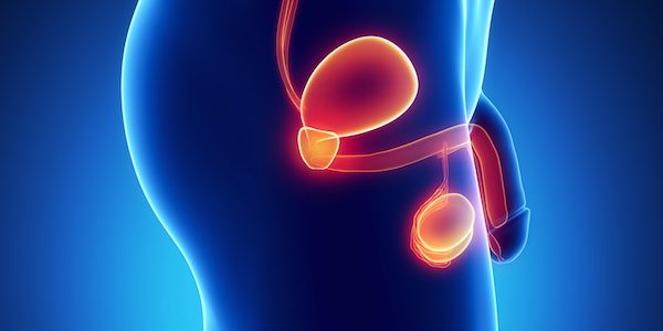 Male Urogenital anatomy lateral view